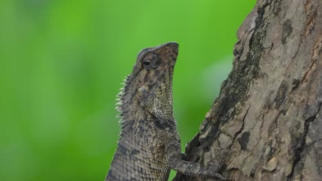 lizard waiting for food - eyes