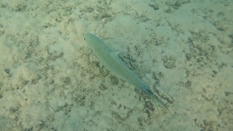 Peces-Liberados-Bajo-El-Agua-Por-Un-Pescador