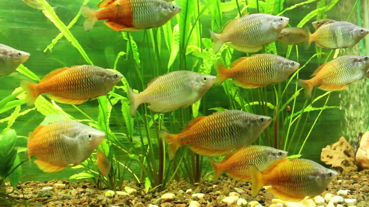 수족관에서 헤엄치는 물고기들