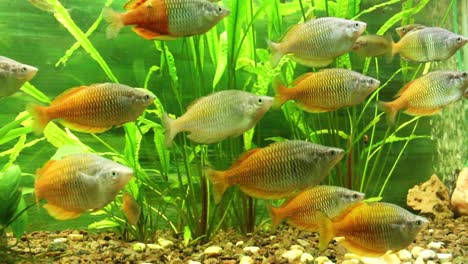 Fische-Schwimmen-Im-Aquarium