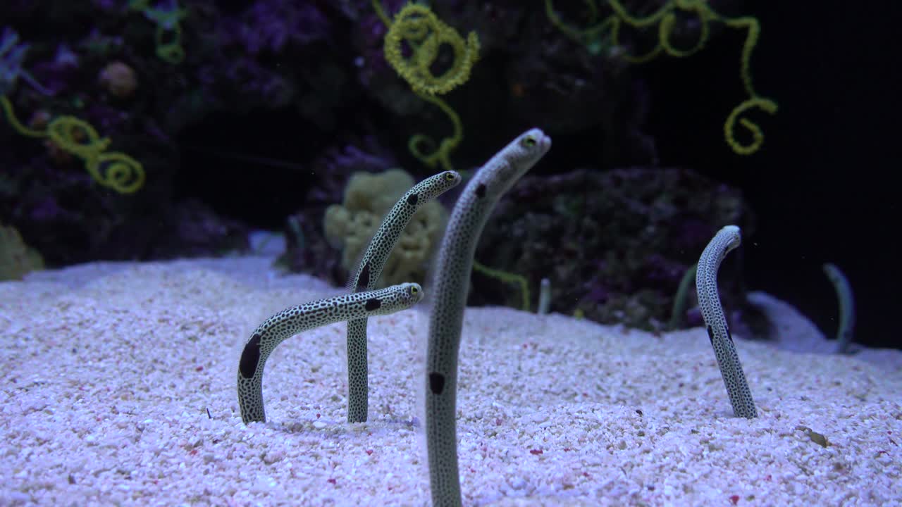 바다 바닥의 생명 4k