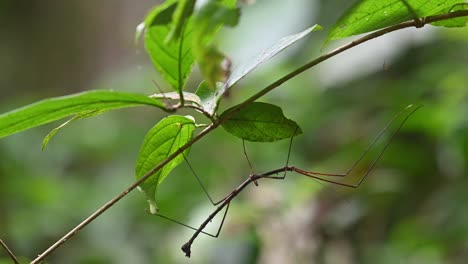 a stick insect seen under a small branch as the camera zooms out to reveal more of its size