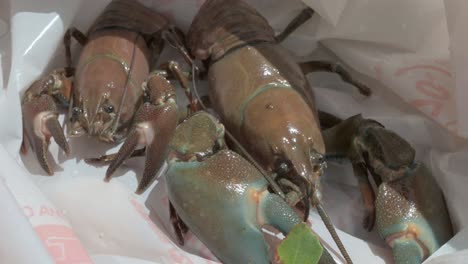 signal crab in a bag after being caught in the river