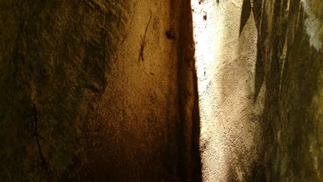 majestic tiny gecko lizard camouflaging on tree trunk side, tilt down