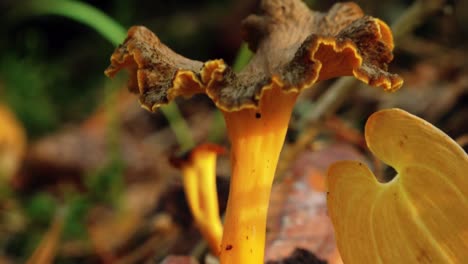 hongos de otoño en el bosque luz del sol en el bosque
