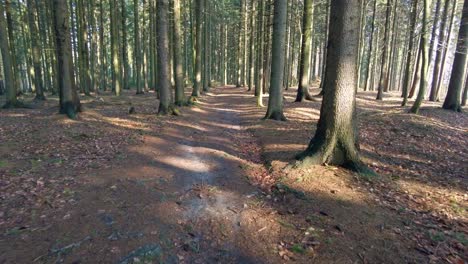 POV-shot-of-a-hiker-while-walking-on-trail-through-a-green-forest-on-a-sunny-day