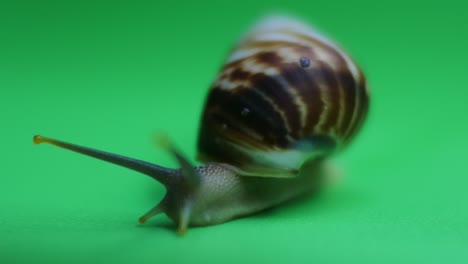 Snail crawling on green screen-4