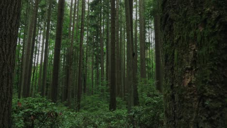 vancouver british columbia forest