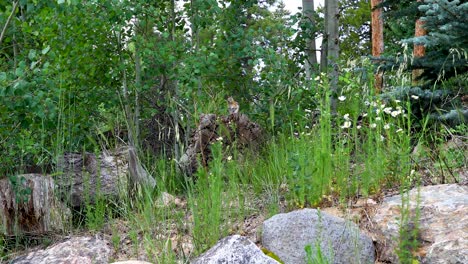 this is a static video of a chipmunk on a log in breckenridge colorado.