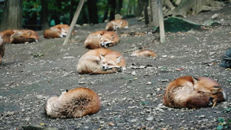 pack of cross foxes peacefully sleeping on the ground at miyagi zao fox village in miyagi, japan at daytime