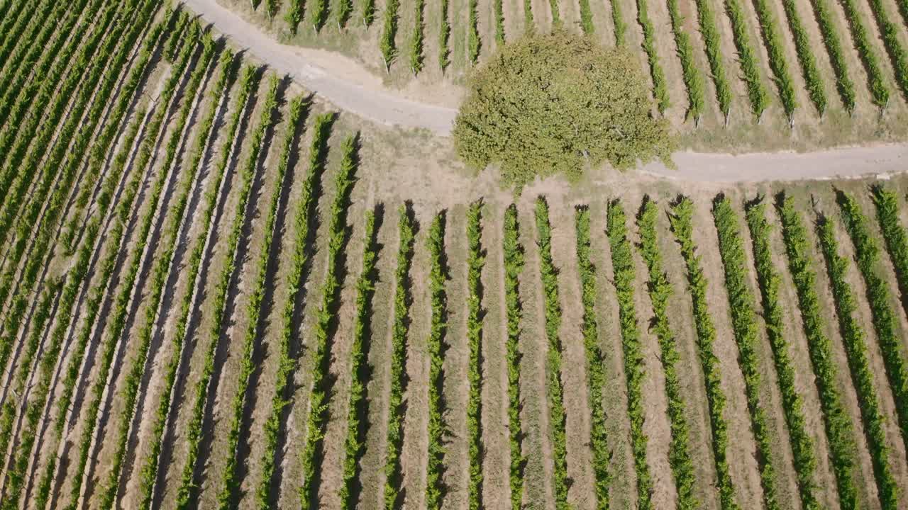 disparo de drones de vides y viñedos desde arriba mientras volaba direccionalmente y se inclinaba hacia arriba revelando hermosos paisajes y montañas en stellenbosch y constantia en sudáfrica