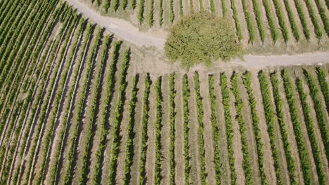 Drohnenaufnahme-Von-Weinreben-Und-Weinbergen-Von-Oben,-Während-Sie-In-Eine-Richtung-Fliegen-Und-Sich-Nach-Oben-Neigen,-Um-Wunderschöne-Landschaften-Und-Berge-In-Stellenbosch-Und-Konstantia-In-Südafrika-Zu-Enthüllen