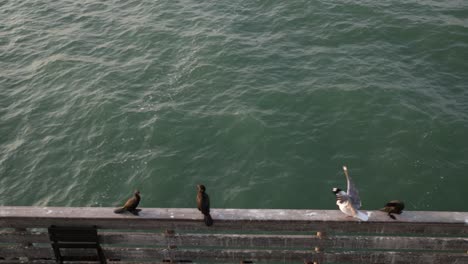 sea birds sitting on the handrail of the swakopmund jetty in namibia