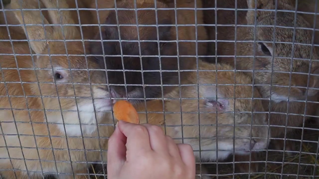 Conigli che mangiano carote a fette attraverso una recinzione metallica in un santuario degli animali