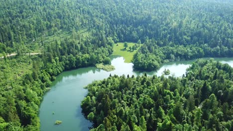 drone shot of lake cerknica, slovenia, surrounded by a bright green forest