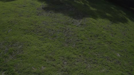 hierba verde bajo el cielo azul de la ciudad