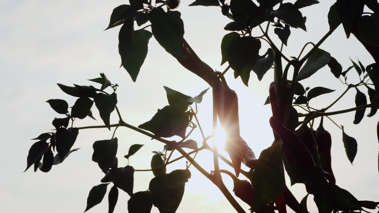 향신료를 재배하는 고추 열매가 있는 식물의 실루엣