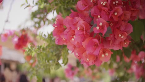 vibrant pink bougainvillea flowers in a soft-focus sunny outdoor setting