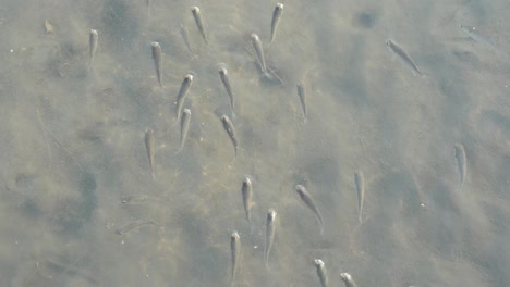 Un-Banco-De-Pequeños-Peces-Nadando-En-La-Misma-Dirección-En-Un-Charco-De-Agua-Arenosa-En-La-Zona-De-Conservación-De-Los-Humedales-De-Gaomei,-Taichung,-Taiwán