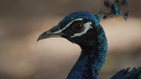 Hermoso-Primer-Plano-De-La-Cabeza-De-Pavo-Real-Azul-Real-Mirando-Alrededor-Distraído-Con-Ojos-Que-Reflejan-La-Luz-Ambiental-En-Su-Entorno-Natural