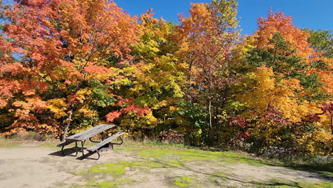 Colorful-Autumn-Forest