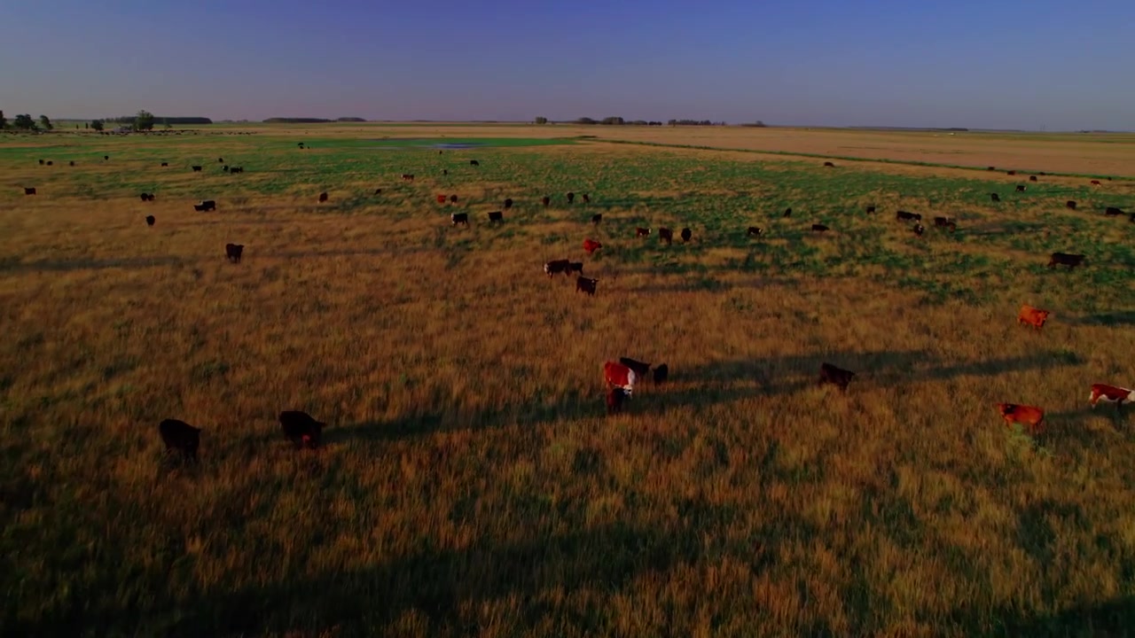 Ripresa con drone a bassa quota di una mandria di bovini al pascolo in un ampio pascolo verde durante l'ora d'oro. Tracciamento cinematografico su terreni agricoli sotto un cielo sereno.