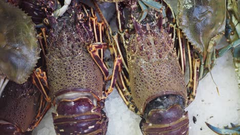 fresh lobster and crab on ice at a seafood market