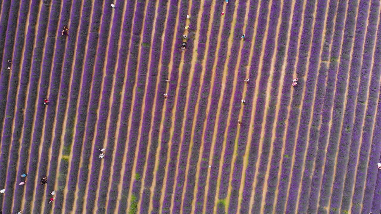 Lavender Field Top Down Zoom In, People Walking
