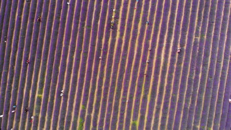 Lavender Field Top Down Zoom In, People Walking