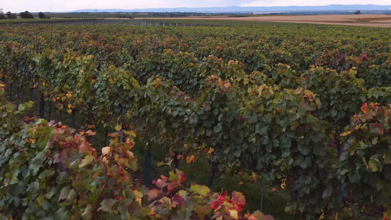 coloridos viñedos en europa con exuberante follaje