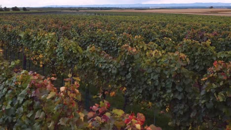 Colourful vineyards in Europe with lush foliage