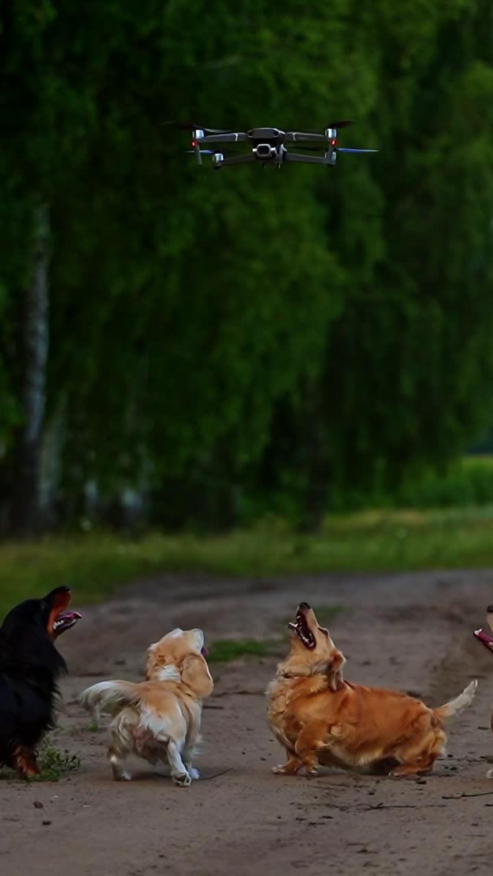 Cani che giocano con un drone. Cani che inseguono giocosamente un drone con telecamera volante.