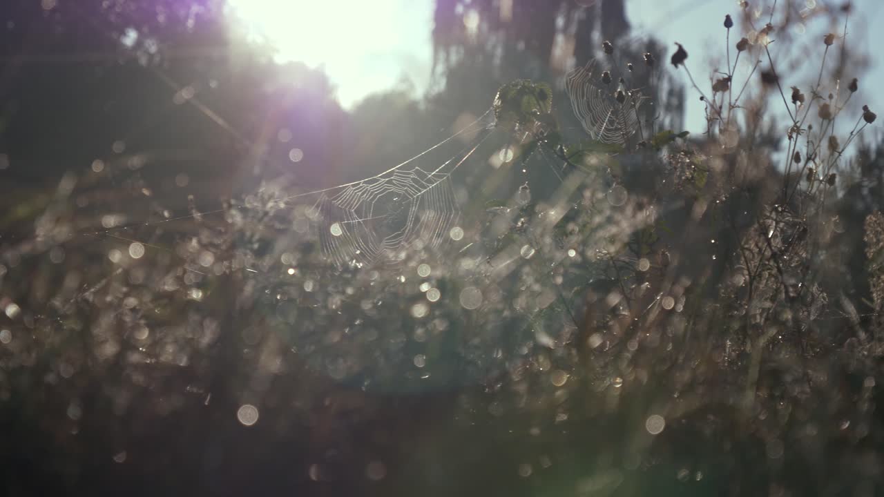 Dried Plants Covered With Spider Webs And Dewdrops On A Hazy Morning Inside The Forest In Rogowko, Poland. - Slow Panning Shot