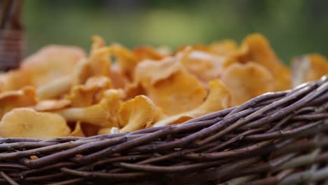 Primer-Plano-De-Una-Canasta-Llena-De-Champiñones-Rebozuelos-En-Un-Bosque-Sueco-4