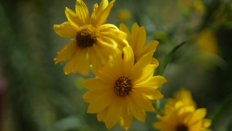 Closeup-of-yellow-daisy-flowers-moving-in-the-wind