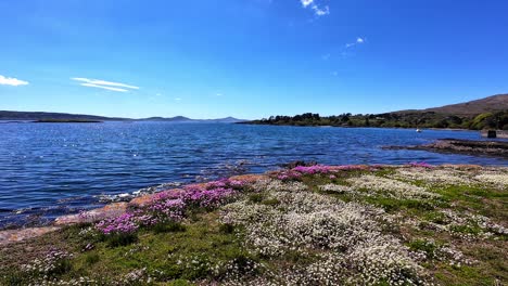 ireland epic locations wild flowers and blue sea,natural beauty of the wild atlantic way, in sheep’s head west cork epic landscape