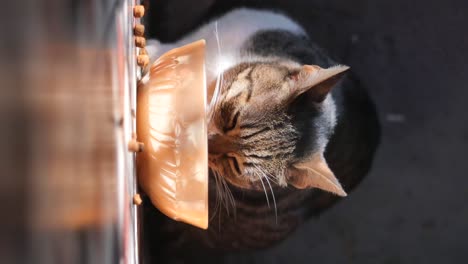 cat eating from bowl