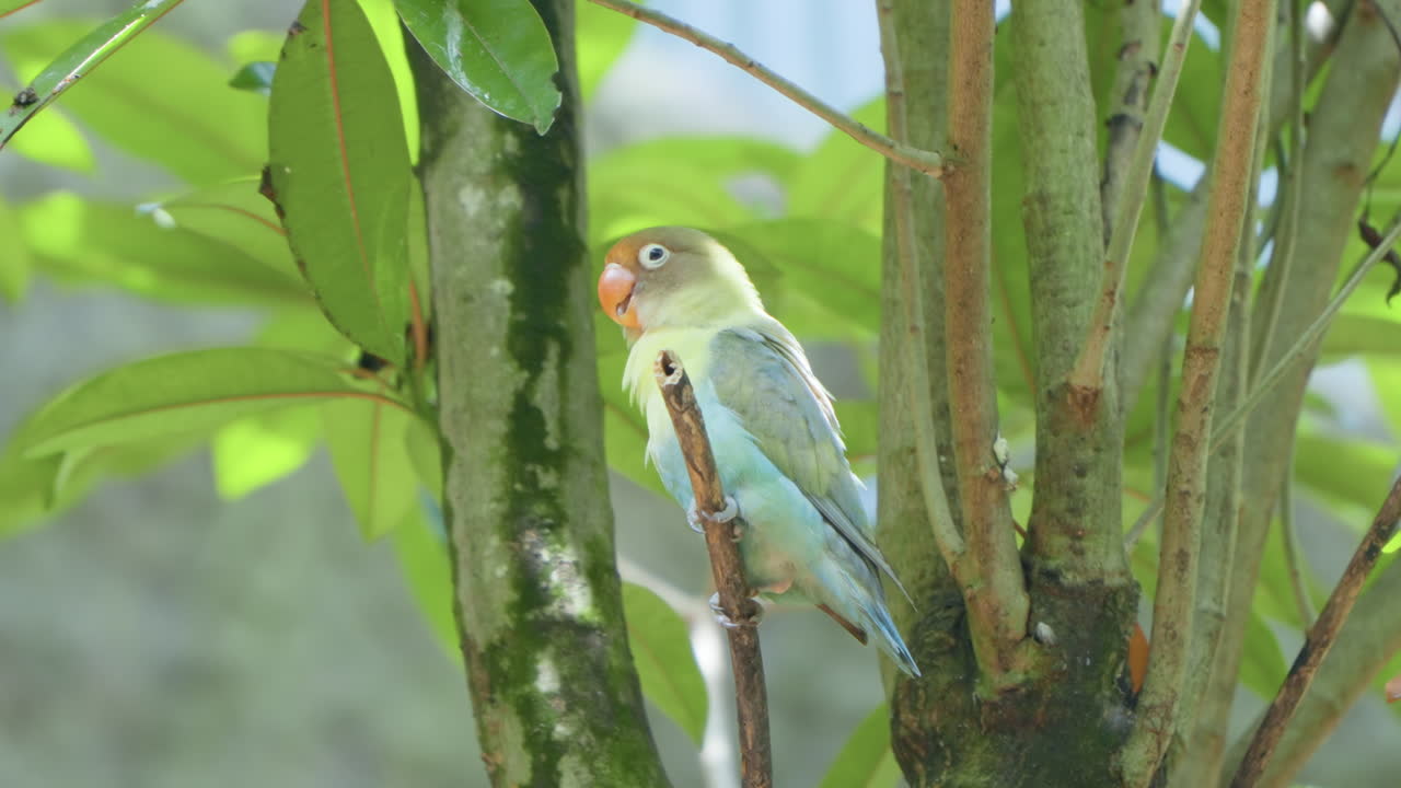 pájaro amoroso de mejillas negras pequeño loro con plumas azules emplumado en una rama en el bosque de la selva de bali