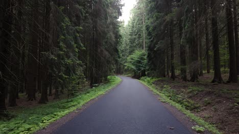 mysterious path in the forest hides many secrets behind a bend of dense tall trees. walking in the beautiful czech countryside