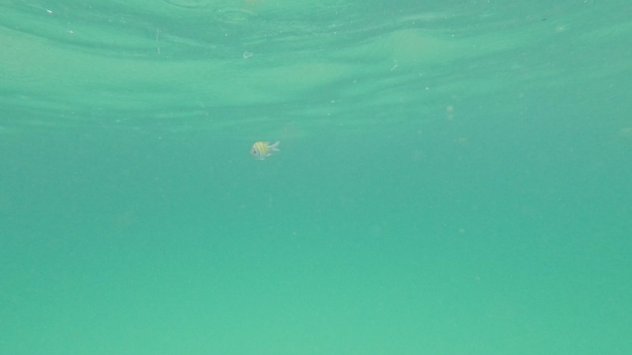 수중 물고기 장면