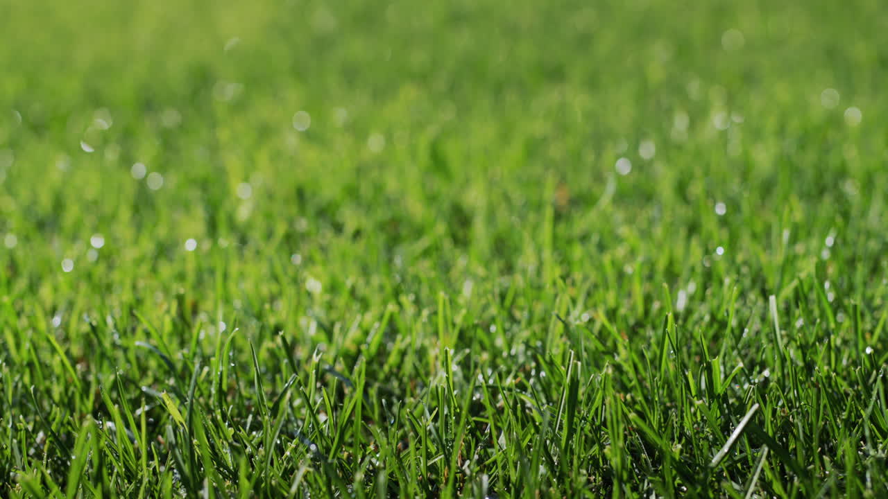 슬라이더  ⁇ : 녹색 잔디에 응축된 이슬 방울. 신선함과 순수성 개념