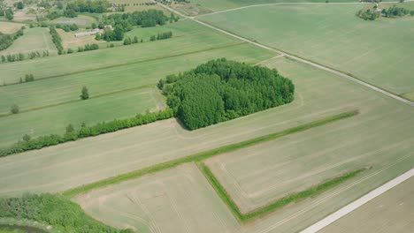 Luftaufnahme-Eines-Reifenden-Getreidefeldes-Aus-Der-Vogelperspektive,-ökologischer-Landbau,-Ländliche-Landschaft,-Produktion-Von-Nahrungsmitteln-Und-Biomasse-Für-Eine-Nachhaltige-Bewirtschaftung,-Sonniger-Sommertag,-Breite-Drohnenaufnahme,-Die-Sich-Vorwärts-Bewegt