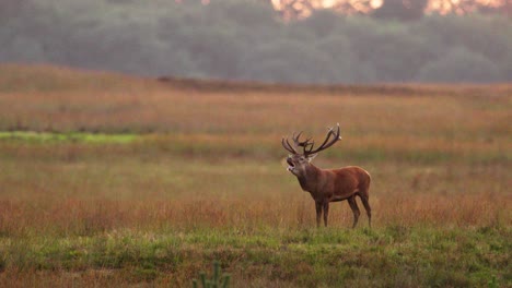 edelhert or red deer roaring in middle of grasslands during rutting season