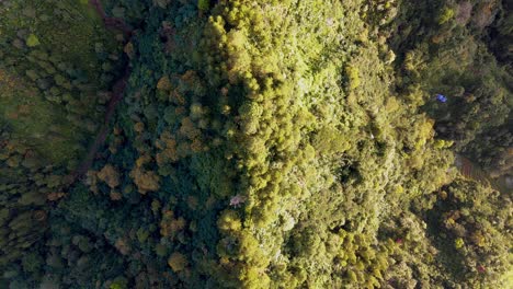 Vista-De-Arriba-Hacia-Abajo-Del-Bosque-Tropical