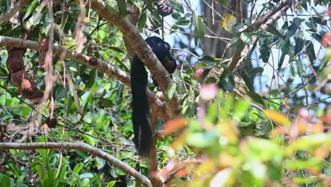 Ardilla-Gigante-Negra-O-Ardilla-Gigante-Malaya,-Ratufa-Bicolor,-Parque-Nacional-Khao-Yai,-Tailandia