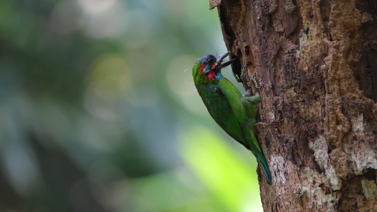 picando profundamente y luego mira hacia la izquierda mientras lanza materiales de madera hacia la derecha para que su madriguera sea más profunda, barbet de orejas azules psilopogon cyanotis, tailandia