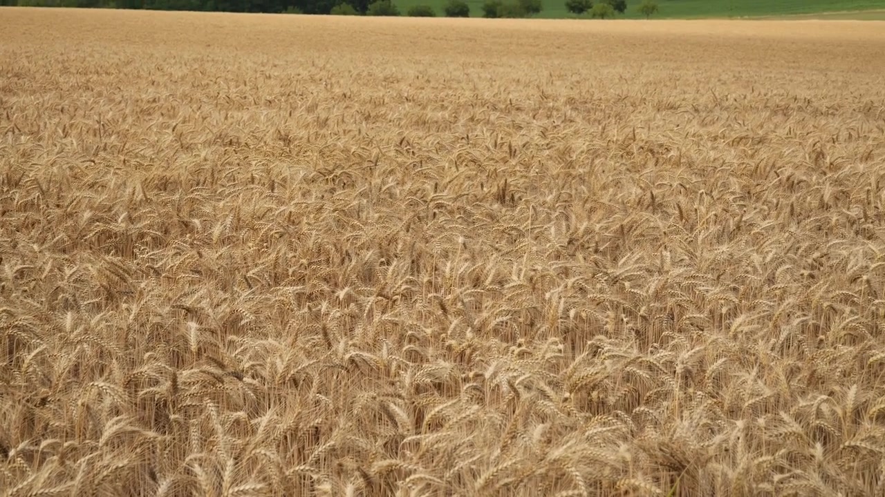 Primo piano di grano dorato maturo che ondeggia dolcemente in un vasto campo nella Strathmore Valley, mostrando il grano maturo pronto per la raccolta sotto la luce naturale del giorno.