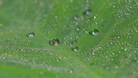 morning dew fell on leaf