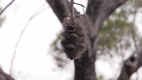 Seed-Pod-Of-Banksia-In-Bokeh-Background---Blue-Lake-National-Park-In-North-Stradbroke-Island,-Queensland,-Australia