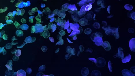 Glowing-jellyfish-swimming-gracefully-in-a-dark-aquarium-tank-under-colorful-lights